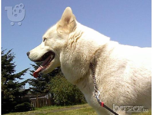 χασκι σιβιριασ